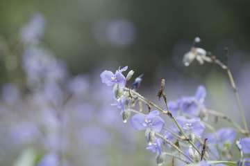  flowers in the pastel color