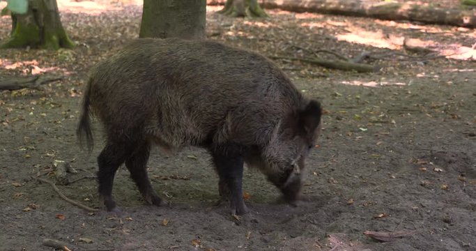European Wild Boar (sus scrofa) rooting in forest, looking for worms and grubs. Wild boar are omnivorous scavengers, eating almost anything they come across.