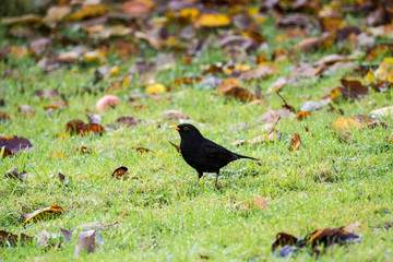 Male blackbird walks though the garden