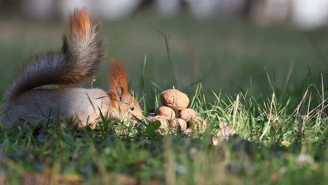 A squirrel runs up to the pile of nuts, choose the big nut and runs away