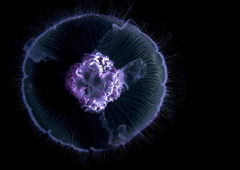 Night diving in Red Sea - Moon Jellyfish