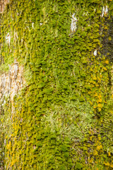 Moss on tree trunk, Moss texture background