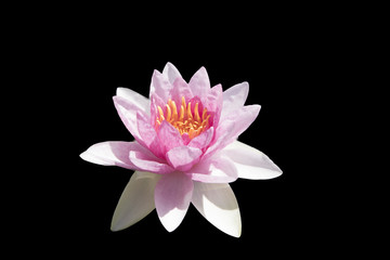 Lotus black background