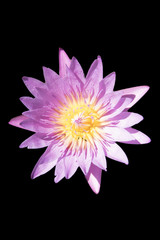 Lotus black background