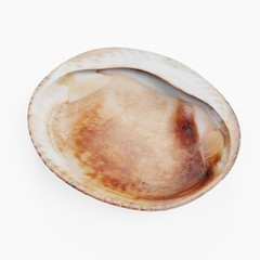 Realistic 3D Render of Clam