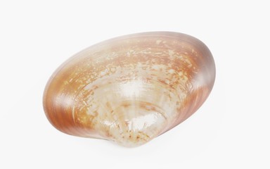 Realistic 3D Render of Clam