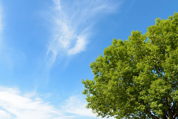 Fototapeta premium 森林イメージ