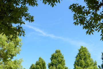 Obraz premium 森林イメージ