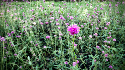 Closeup Pink Flower in the Field