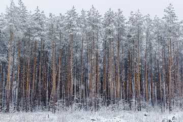 pine forest in winter. Winter forest landscape.