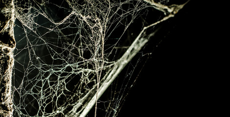 spider web, background, abstraction