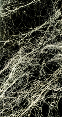 spider web, background, abstraction