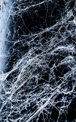 spider web, background, abstraction