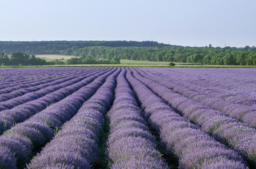 Lavender field near Poruchik Chuchevo village in Bulgaria