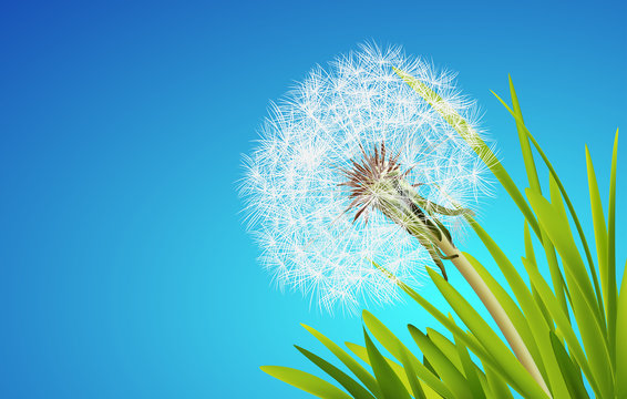 Fresh spring background with grass and dandelions. Vector illustration
