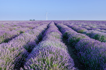 Lavender field near Poruchik Chuchevo village in Bulgaria