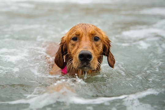 Golden Retriever swimming in water