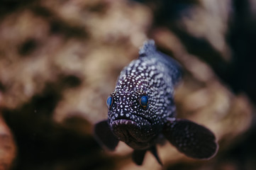 Cephalopholis Argus with bright blue eyes and spotted skin floats against the background of stones.
