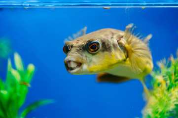 Tetraodon lineatus floats in the aquarium close-up. Yellow toothy predatory fish.