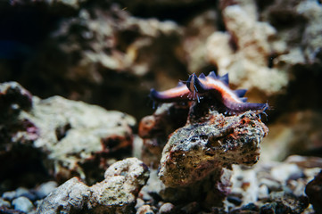 A starfish on a coral reef shows its ambulacral legs. Protoreaster Nodosus.