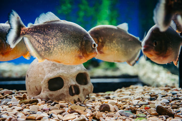 Piranhas are floating on the background of a human skull. Pygocentrus Nattereri.