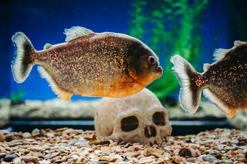 Piranhas are floating on the background of a human skull. Pygocentrus Nattereri.