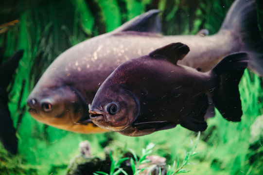 Colossoma Brachypomum on a background of green algae. Large magenta fish.