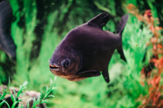 Colossoma Brachypomum on a background of green algae. Large magenta fish.