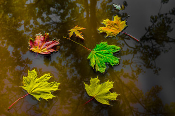yellow leaves in autumn in water