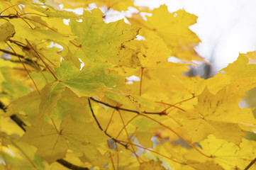 Autumn foliage on the tree
