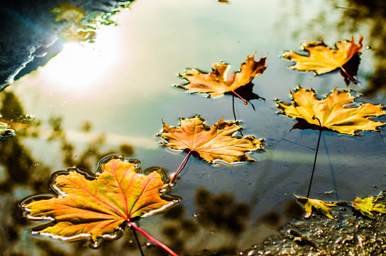 yellow leaves in autumn in water