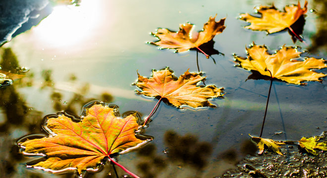 yellow leaves in autumn in water