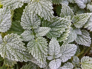 Frosty green nettle in the cold autumn morning.