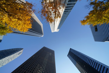 黄色く染まった樹木と青空「新宿の高層ビル群を見上げる」