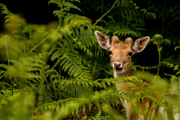 fallow deer in ferns