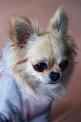 little Chihuahua stares in the direction of the owner