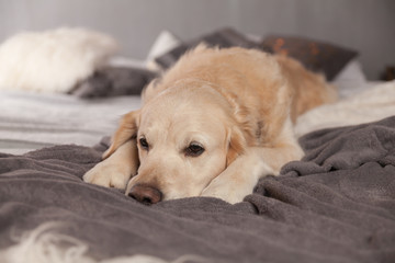 Adorable Golden Retriever Dog Light Pastel Gray White Scandinavian Textile Decorative Coat Pillows for Modern Bed in House or Hotel. Horizontal, close up, copy space. Pets friendly concept.