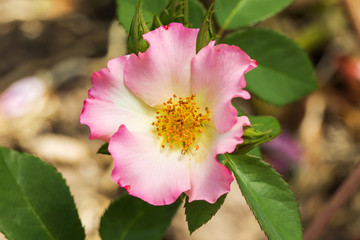 Pink Rose on the Branch in the Garden