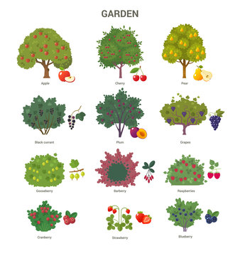 Garden trees and shrubs collection. Vector illustration of fruit trees and berry bushes, such as apple, cherry, pear, black currant, barberry and strawberry. Isolated on white.