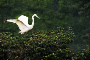 Great White Egret in mating colors and displaying to attract mate.