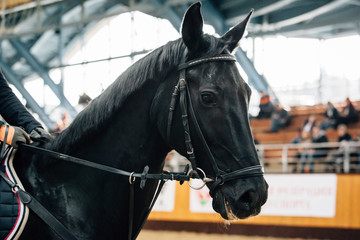 Fototapeta premium Horse jumping contest. The Equestrian Sports. Horseman sitting in saddle