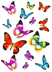 Foto op Aluminium Vlinders mooie kleur vlinders, set, geïsoleerd op een witte