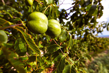 Walnüsse mit grüner Schale am Baum; Walnussbaum (Juglans regia)