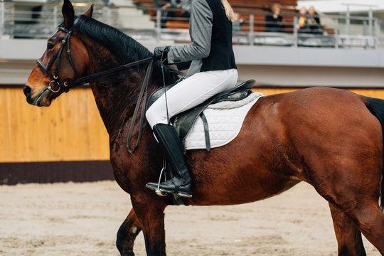 Horse jumping contest. The Equestrian Sports. Horseman sitting in saddle