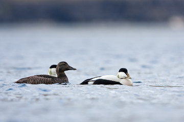 Fototapeta premium Common eider, somateria mollissima, Faroe island