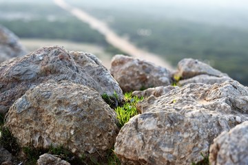 plant among stones