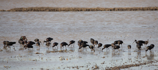 Glossy Ibis looking for food in a pond