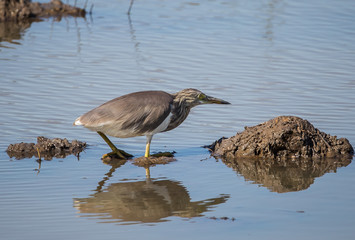 Javan Pond Heron in the field.