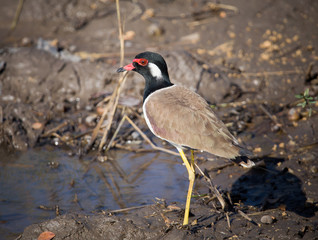 Red-wattled lapwing walking near the pond.