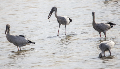 Obraz premium Open-billed stork in the pond.